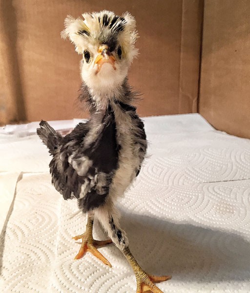 Our baby polish frizzle chicken - raising baby chicks