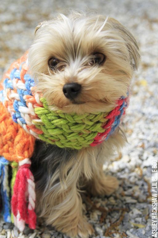 Dog wearing a scarf