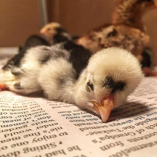 Raising Polish Frizzle Chicks