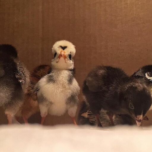 Raising Baby Chickens