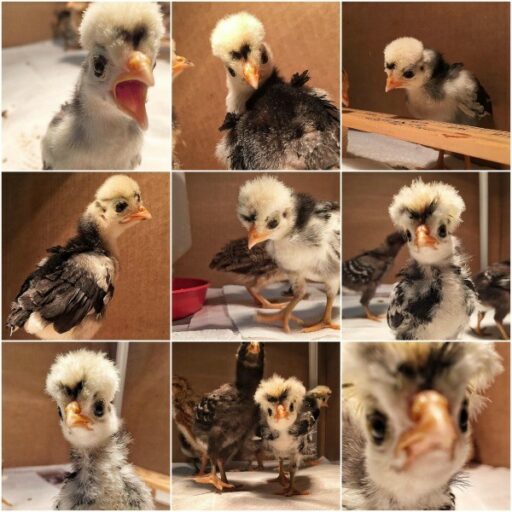 Foshizzle the polish frizzle - animals of instagram - backyard flock