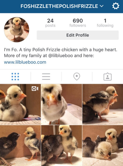 Cute Animals and Pets on Instagram