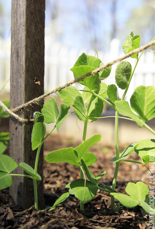 Build an easy  DIY Trellis for Snap Peas and Tomatoes