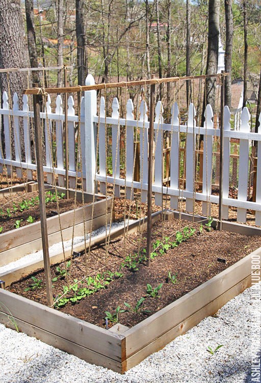 A Trellis for Snap Peas and Tomatoes