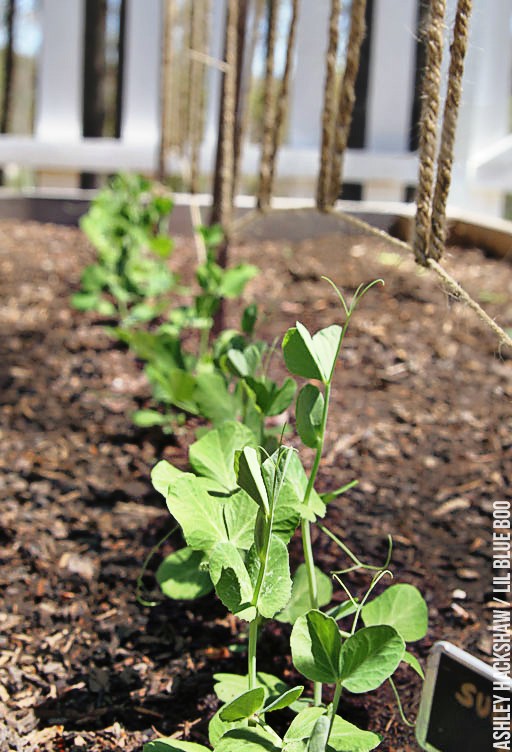 Edible Gardening - Easy DIY trellis for peas and other vines