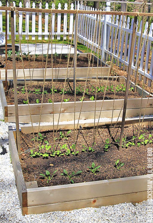 How to Build a Trellis for Growing Peas - or trellis for Tomatoes 