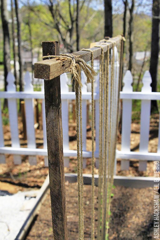 Vertical Gardening - trellis vegetable plants