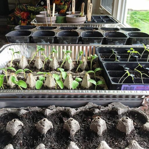 Spring gardening and heirloom seeds - growing seeds indoors 