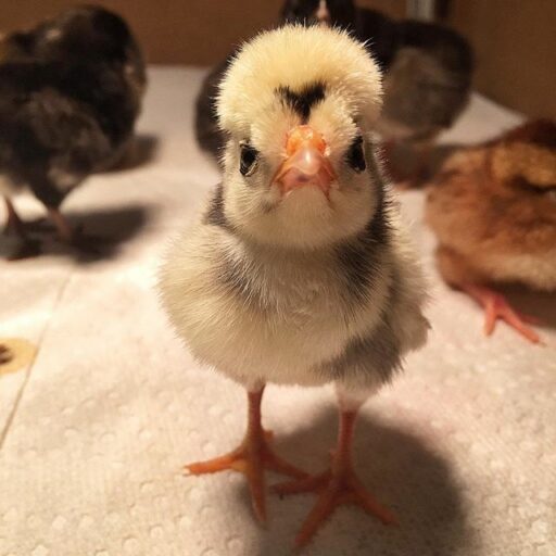 Raising Baby Chickens - Baby Polish Frizzle