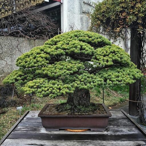 400 Year old Bonsai tree that survived Hiroshima, Yamaki White Pine