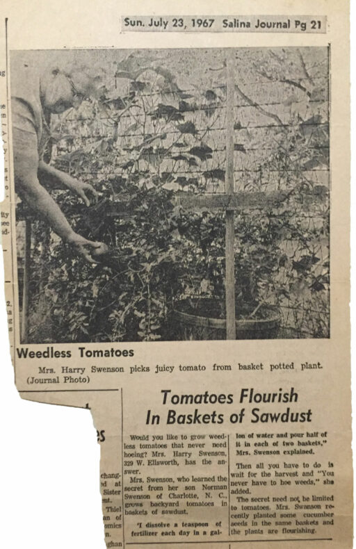 growing tomatoes in sawdust - vintage gardening article