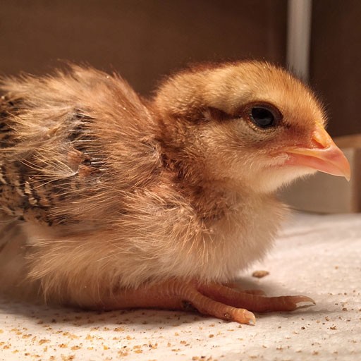 Baby welsummer chick