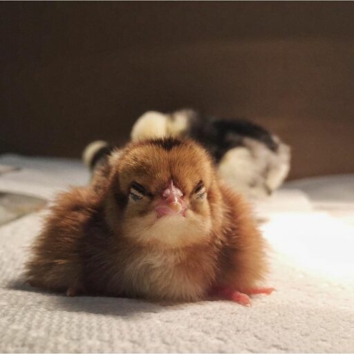 Baby Welsummer Chicken