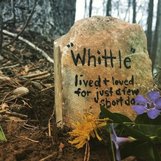 Burying a Baby Chick - the pet cemetery in our yard