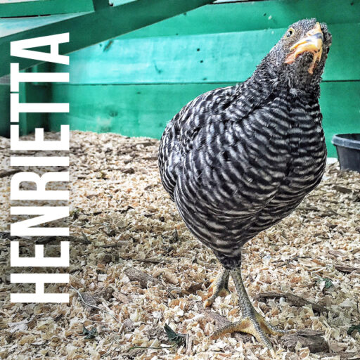 Henrietta - Barred Rock Chicken