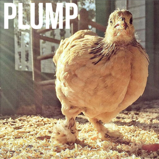 Buff Brahma Bantam Chicken - Plump - Boots with the fur 