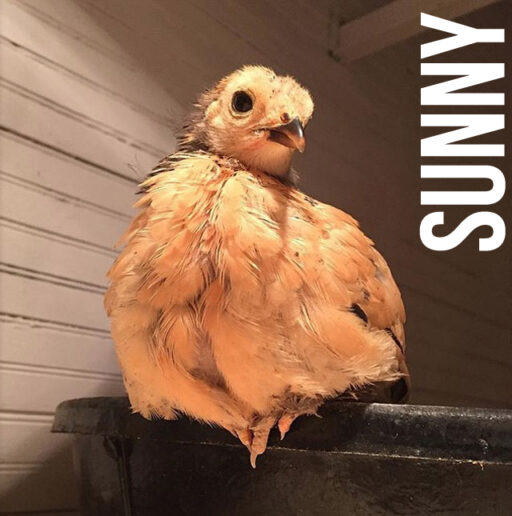Raising chickens - introducing chickens