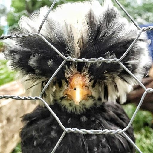 Big Hair Don't Care - FoShizzle the Polish Frizzle