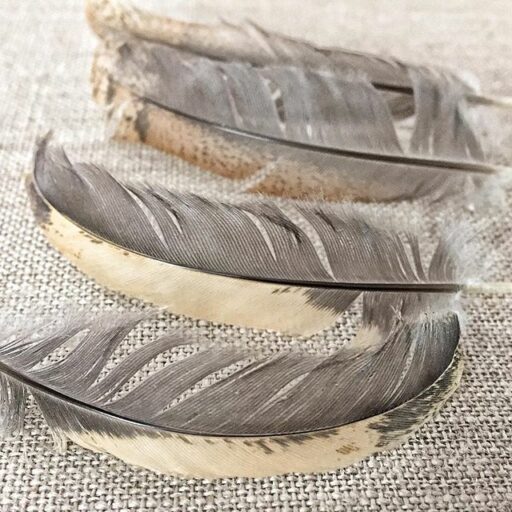 Buff Brahma feathers - buff and gray