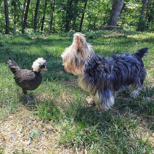 Dog meets chickens