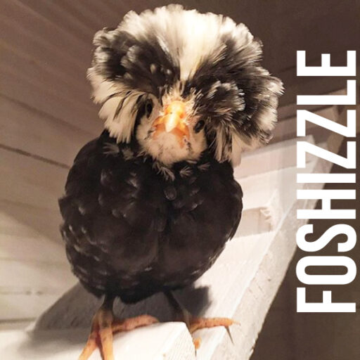 Foshizzle the polish frizzle chicken - backyard flock 