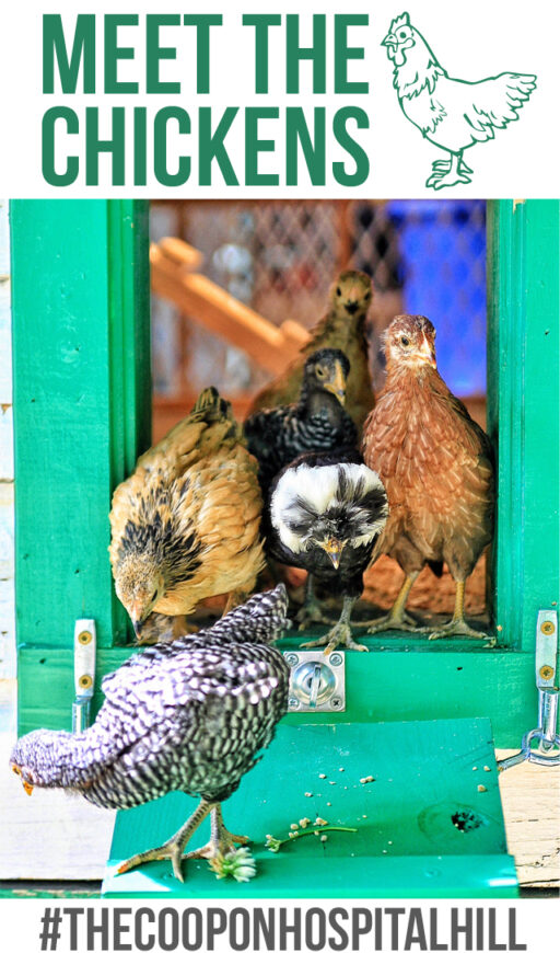 Meet the Chickens - Our Backyard Flock - The Coop on Hospital Hill - Chicken Blog 