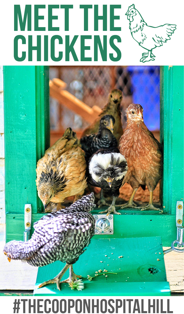 What are a chicken's hackles? - My Pet Chicken