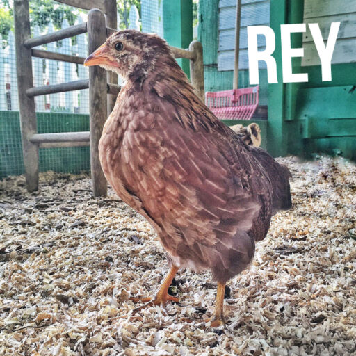 Backyard Flock Blog - Welsummer Bantam Chicken