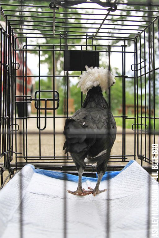 Chicken hospital crate