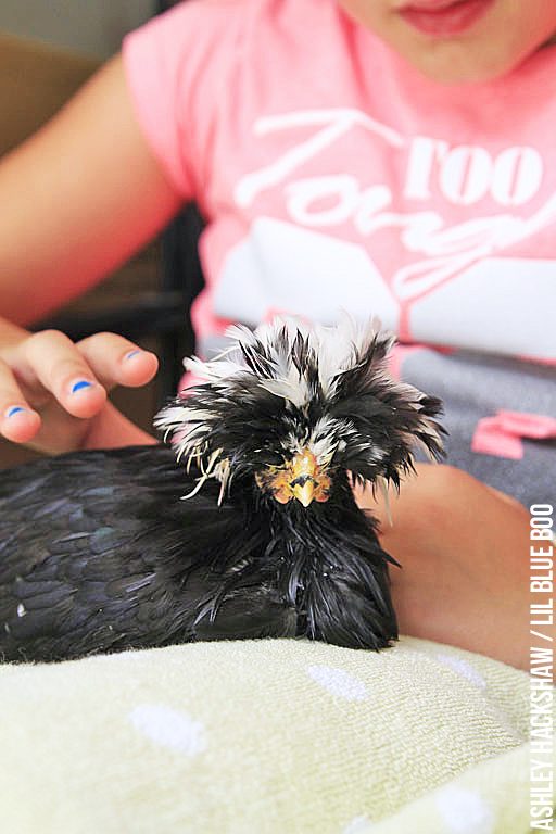 chicken Bath