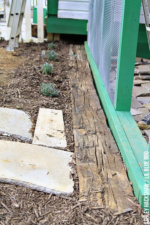 raccoon proof chicken coop