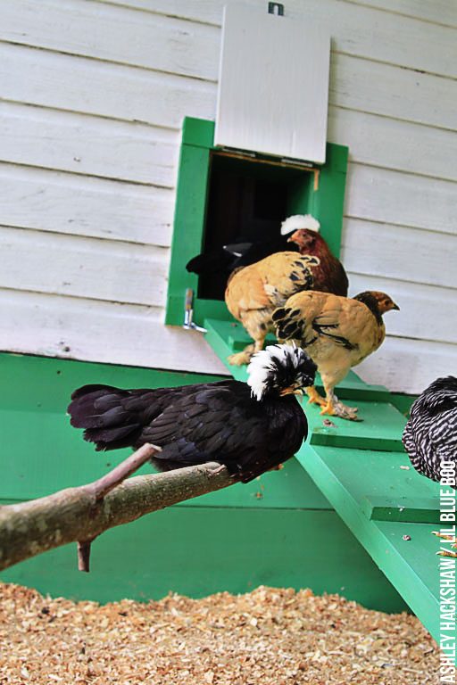 how to build a easy clean chicken coop