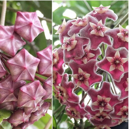 Hoya Wax Plant Biltmore Conservatory - #biltmoreblooms 