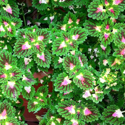 Biltmore Conservatory - Strawberry Dew Drop Coleus #biltmoreblooms 