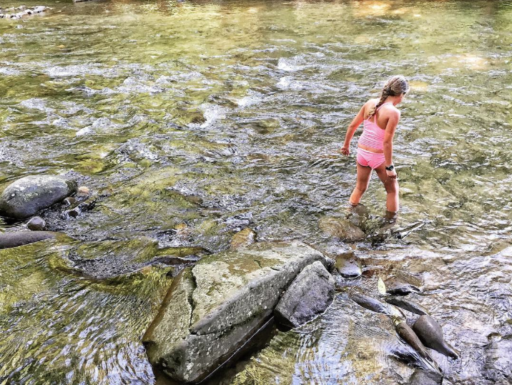 Deep Creek in the Great Smoky Mountains National Park