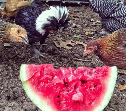 Chickens and Watermelon