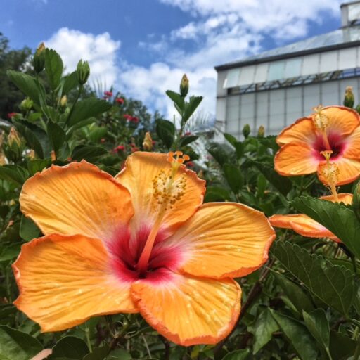 Biltmore Blooms at the Biltmore Estate - Hibiscus