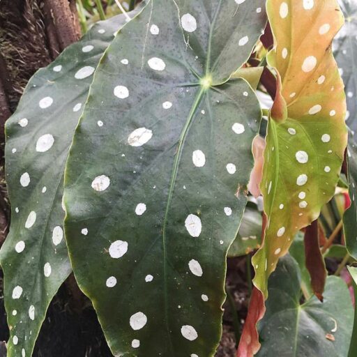 spotted leaves