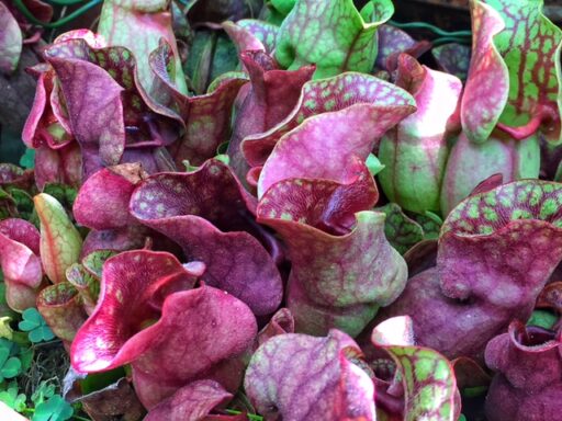 Southern Purple Pitcher plant