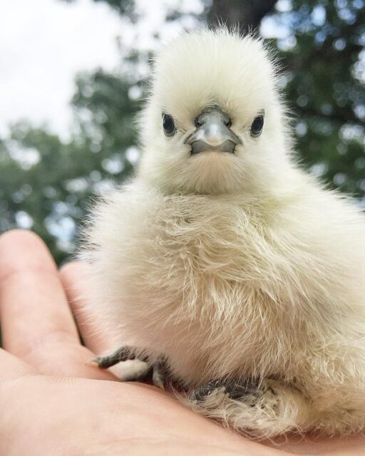 where to buy silkie chicken - white silkie bantam chick