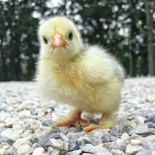 Baby chick photos - Mottled Cochin Bantam