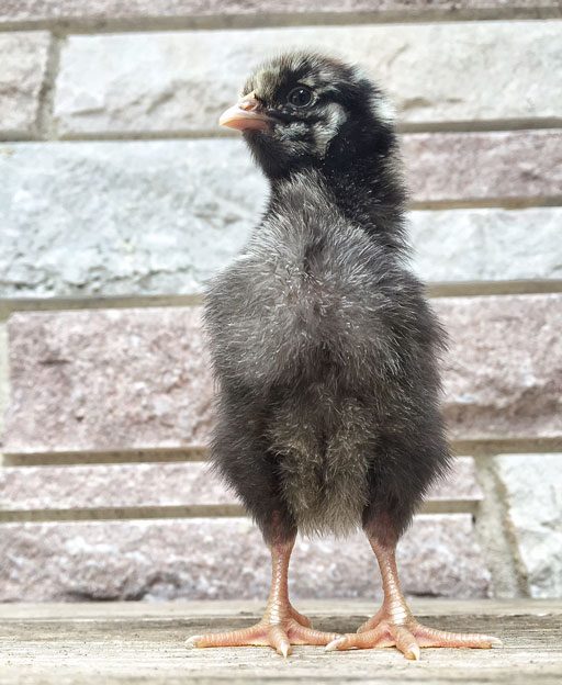 silver laced wyandotte chick