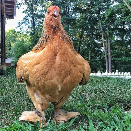 Buff Brahma chicken