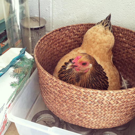 The basket nesting box