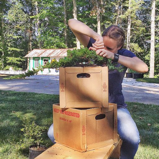 Learning the art of Bonsai