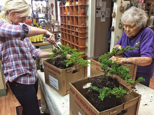 Beginner Bonsai - Bryson City