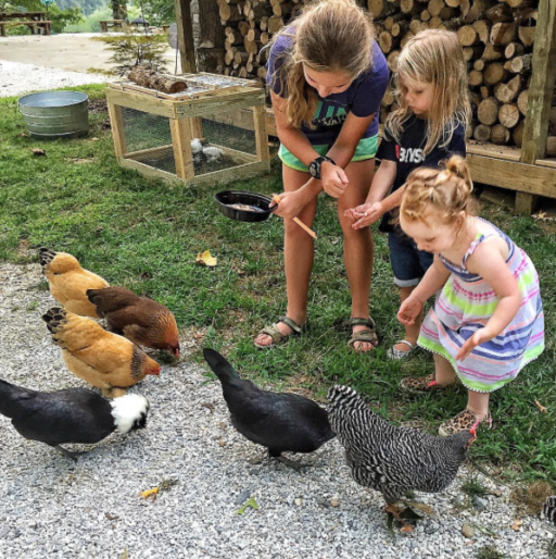 feedingchicks