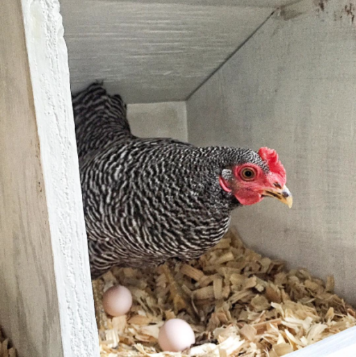 Tiny Bantam Eggs