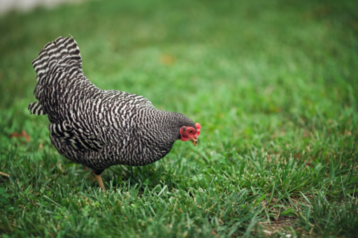 Barred Rock Hen - Lil Blue Boo chicken