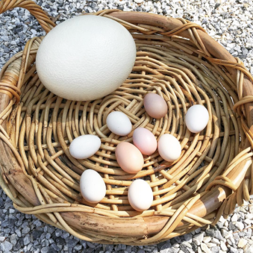 Tiny chicken bantam eggs vs. ostrich egg